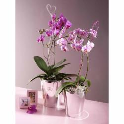 Soendgen Keramik Ghiveci ceramica, Merina (SK-0275-0015-1656)