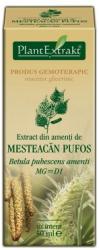 PlantExtrakt Extract din amenti de MESTEACAN PUFOS, 50 ml, Plant Extrakt