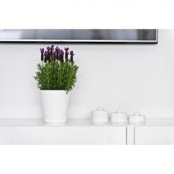 PLASTOR Ghiveci cu farfurie, Tedi (DP-DT13-01)