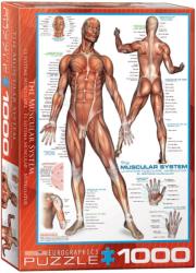EUROGRAPHICS The Muscular System 1000 piese (6000-2015)