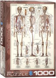 EUROGRAPHICS The Skeletal System - 1000 piese (6000-3970) Puzzle