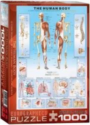 EUROGRAPHICS The Human Body 1000 piese (6000-1000) Puzzle