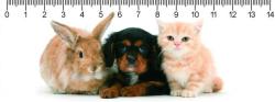  Mapcards 3D vonalzó 14cm, A trió, kölyök kutya, nyuszi, cica (MC912)