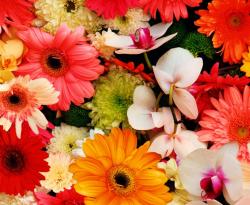  Ursus fotókarton, 50x70cm, 300g/m2, színes virágok (127222128)