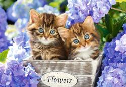 Castorland Cute Kittens - 1500 piese (151561)