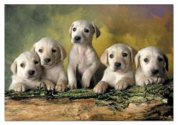 Educa Labrador Puppies - 500 piese (14802)