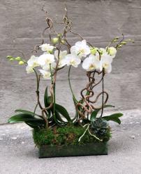 ImodFlowers Aranjament floral cu orhidee in ghiveci