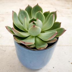 ImodFlowers Ghiveci cu echeveria