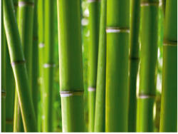 AG Design Fototapet bambus verde proaspat (FTS-0170)