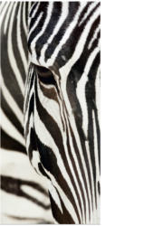 AA Design Fototapet de usa cu zebra (FTV-0211)