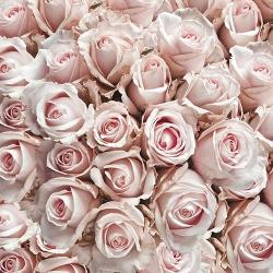 Ambiente Pastel Roses papírszalvéta 33x33cm, 20db-os - szep-otthon