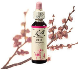 ELM - SZILFA 20ml