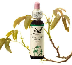  WALNUT - DIÓ 20ml