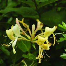 Búbos lonc (Lonicera periclymenum - Honeysuckle) Bailey virágeszencia 10ml