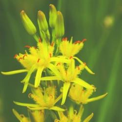  Lápcsillag (Narthecium ossifragum - Bog Asphodel) Bailey virágeszencia 10ml