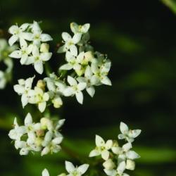  Csarabos galaj (Galium saxatile - Heath Bedstraw) Bailey virágeszencia 10ml