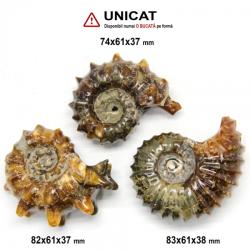  Ammonit Douvilleiceras Fosil Natural - 74-83x61x37-38 mm - ( XXL ) - 1 Buc