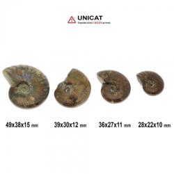  Fosil Natural Ammonit Cleoniceras Opalizat 28-49 x 22-38 x 10-15 mm ( XL ) - Unicat