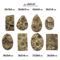 Cabochon Coral Fosilizat Druzy 30-42 x 19-28 x 8-10 mm