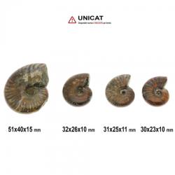 Fosil Natural Ammonit Cleoniceras Opalizat 30-51 x 23-40 x 10-15 mm ( XL ) - Unicat