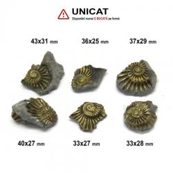  Fosil Natural Pleuroceras Tsumed - 33-43x25-31 mm ( XL ) - Unicat