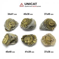  Fosil Natural Pleuroceras Tsumed - 34-45 x 38-49 mm ( XL ) - Unicat
