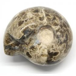  Fosil Natural Ammonit Douvilleiceras Brut 17 x 13-15 x 4 cm - ( XXL) - 1 Buc