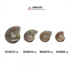  Fosil Natural Ammonit Cleoniceras Opalizat 24-41 x 20-32 x 9-13 mm ( XL ) - Unicat