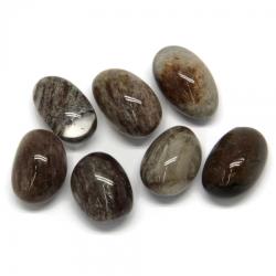  Cuart Samanic, Rulat Natural - 28-34 x 20-24 mm - ( XL) - 1 Buc
