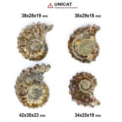  Fosil Natural Ammonit Douvilleiceras 34-42 x 25-30 x 18-23 mm ( XL ) - Unicat