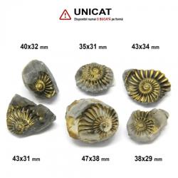 Fosil Natural Pleuroceras Tsumed - 35-47x29-38 mm ( XL ) - Unicat