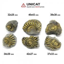 Fosil Natural Pleuroceras Tsumed - 32-42x27-43 mm ( XL ) - Unicat