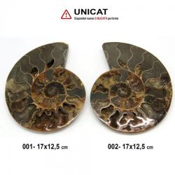 Fosil Natural Brute Ammonit Cleoniceras Druzy - 17 x 12, 5 cm - 1 Buc