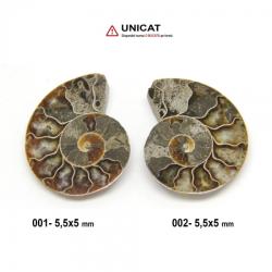  Fosil Natural Ammonit Cleoniceras 5, 5 x 5 cm ( XXL ) - Unicat