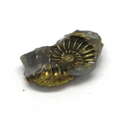 Fosil Natural Pleuroceras Tsumed 40x23 mm ( XL )- Unicat