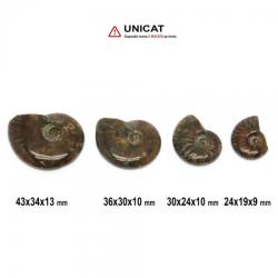  Fosil Natural Ammonit Cleoniceras 24-43 x 19-34 x 9-13 mm ( XL ) - Unicat