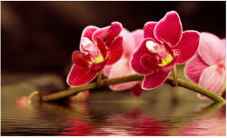 Artgeist Fotótapéta - Gyönyörű orchidea virágok a víz