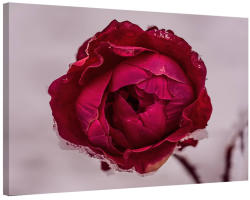 AA Design Tablou trandafir Rosu de Gheata (FRZRS343)