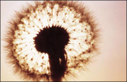 Cokin Z031 Narancs (85c) szűrő Z méret (Z031)