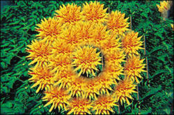 Cokin A204 Multi-image x 25 szűrő A Méret (A204)