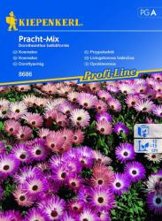 kiepenkerl Pracht-Mix dorottyavirág vetõmag A