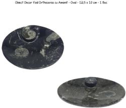 Obiect Decor Fosil Orthoceras cu Amonit - Oval - 12, 5 x 10 cm - 1 Buc