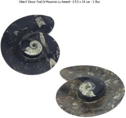 Obiect Decor Fosil Orthoceras cu Amonit -17, 5 x 14 cm - 1 Buc