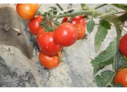 Agrosel Seminte tomate Raluca(1 gr), Agrosel, 2PG