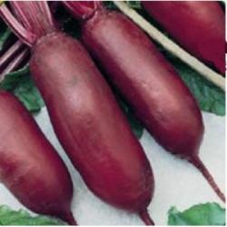 Agrosel Seminte sfecla rosie Cylindra(250 gr), Agrosel