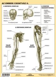 Stiefel Az emberi csontváz II. DUO (75757) - iskolaellato
