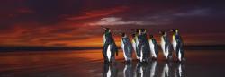 Heye Puzzle panoramic Heye - Wim van den Heever: King Penguins, 1.000 piese (29858) (Heye-29858)