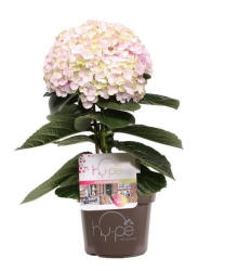  AA Hydrangea avantgarde óriás rózsaszín virágú hortenzia 23 cm-es cserépben kb. 65 cm magas