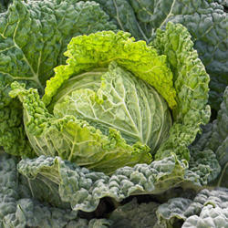 Syngenta Miletta F1 2500 szem