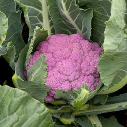 Syngenta Depurple F1 2500 szem